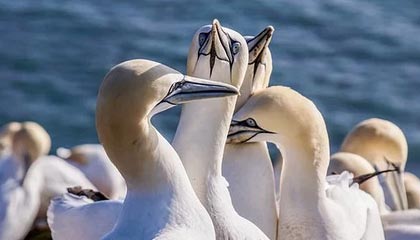 九游游戏中心官网-中国足球职业俱乐部强化教练团队梯队构建，足球队教练组架构