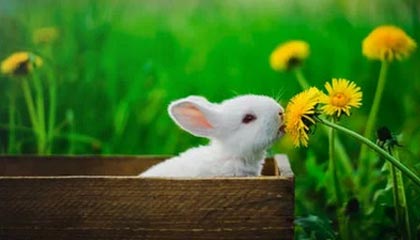 九游游戏中心官网-中国足球职业俱乐部强化教练团队梯队构建，足球队教练组架构